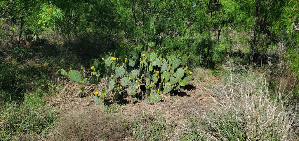 A cactus in a field of mesquite trees with yellow blossoms blooming on it. 