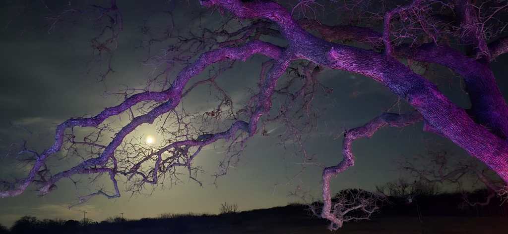 An oak tree backlit by purple lighting, framing a cloud night sky and a shining bright  full moon. 