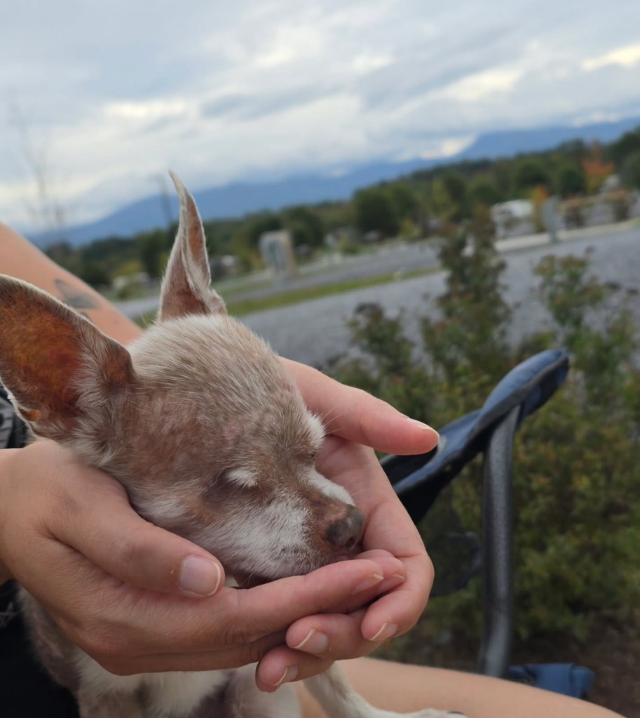 Leticia holding Chancho's head, a grey elderly chihuahua with only one eye as they sit outside on a blue camper chair in an RV park.  