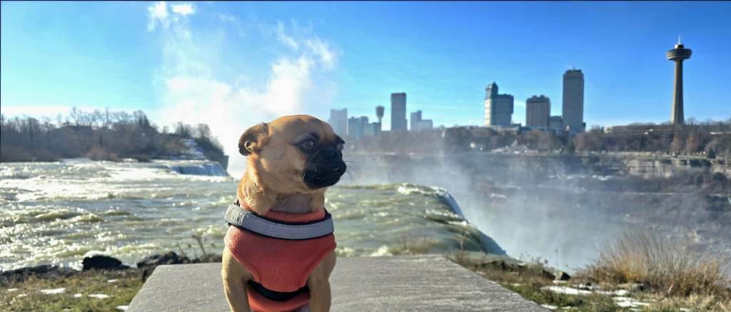 Tajin, a tan pug mix wearing a harness and orange sweater, sits on a rock overlooking Niagara Falls with buildings across the river in Canada in the background. 