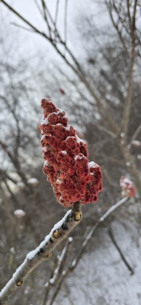 The red fuzzy cone shaped bud of a staghorn sumac tree in a winter park. 