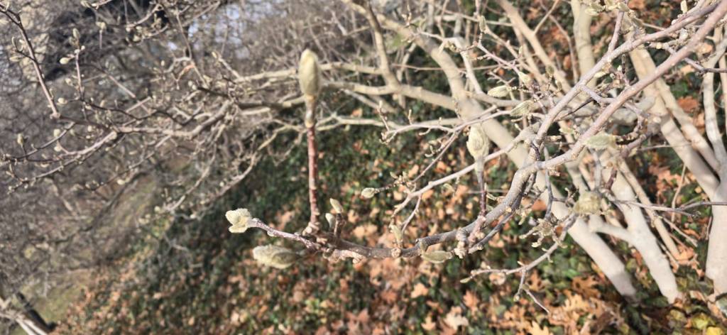 The green bud on a tree closeup and sprouting on the branches of the tree growing in a wooded area.