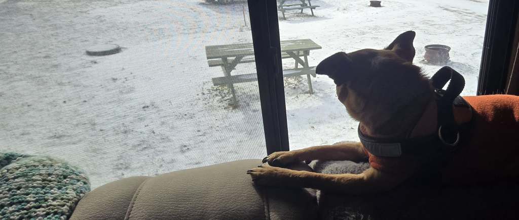Tajin, a pug mix with reddish brown fur sitting on top of a gray couch staring out of the window at a snowy RV campground.