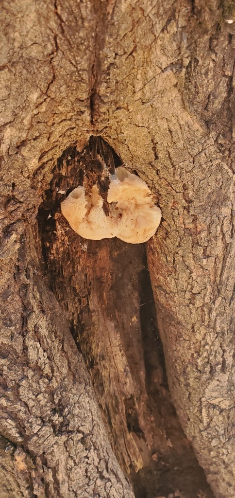 An off white puffball mushroom growing in the crook of an oak tree.  