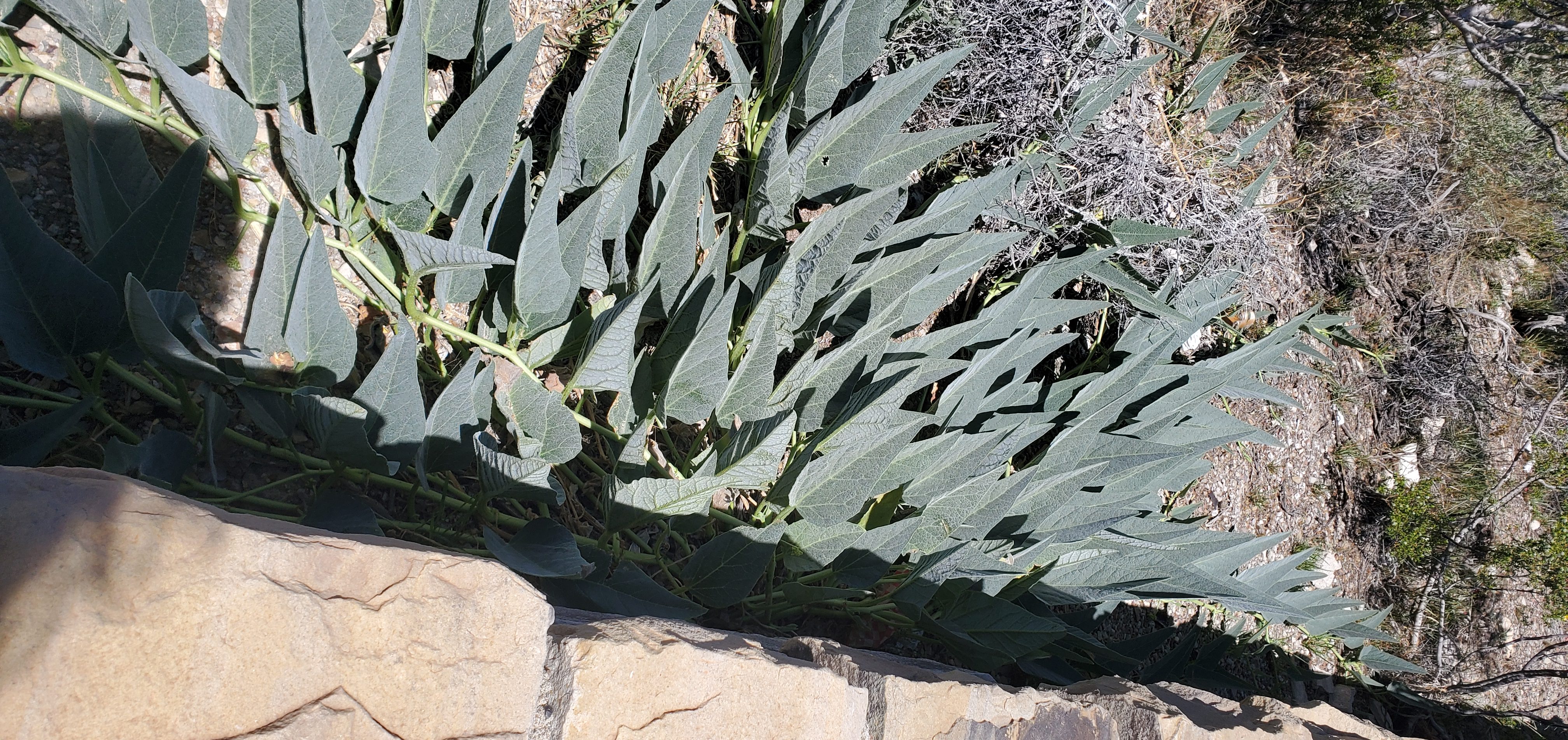 Tapered sage green leaves of a buffalo gourd on a vine growing along a reddish brown stone wall.