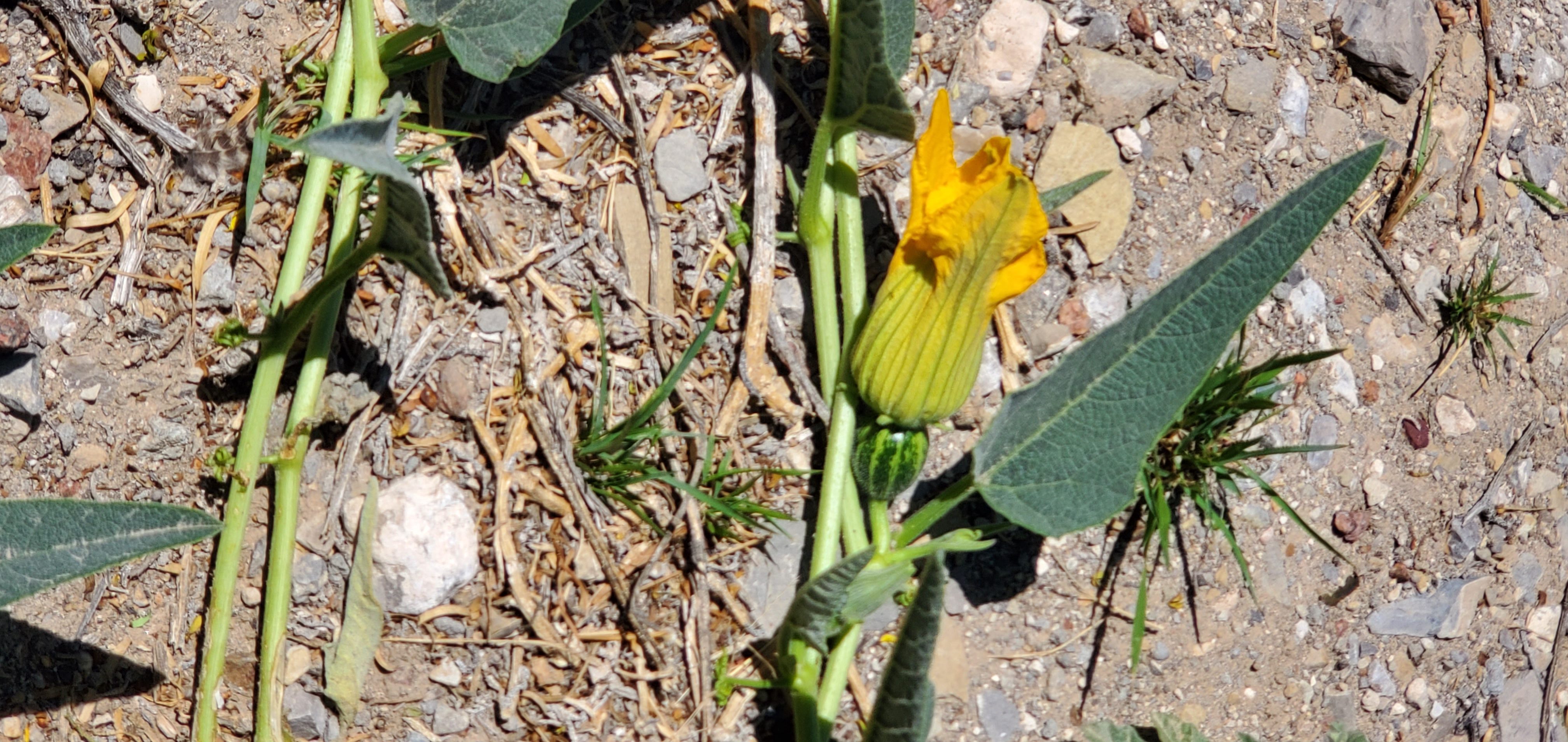 Tapered sage green leaves of a buffalo gourd on a lighter green vibe with yellow squash flowers and striped green squash bulbs growing beneath them, growing on the dry, rocky desert ground.