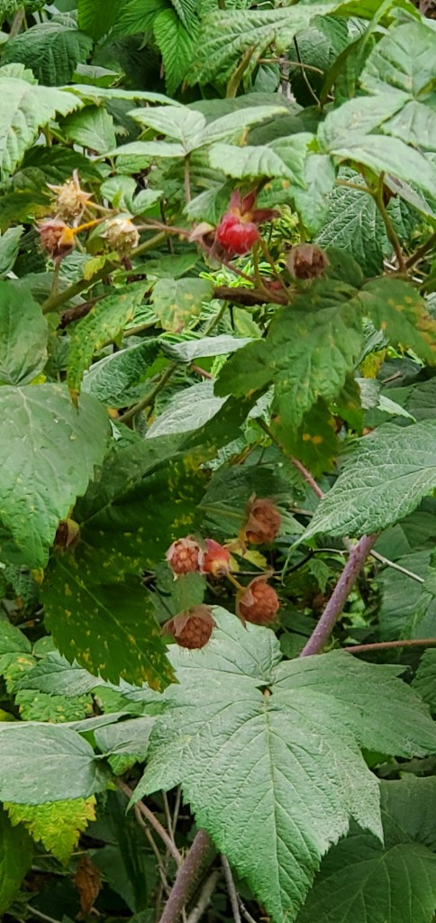 A green wild raspberry bush with small bright red raspberries.
