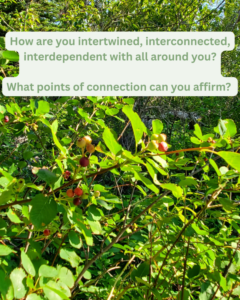 A green bush of red and white serviceberries in a forested area. In bold green text it says How are you intertwined, interconnected, interdependent with all around you? What points of connection can you affirm?