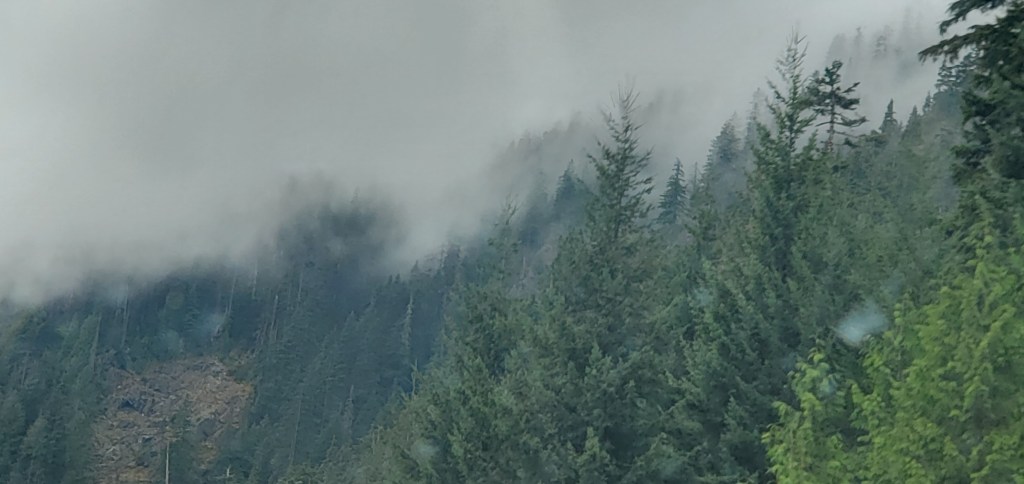 An evergreen wooded area on a hilltop covered with gray fog. 