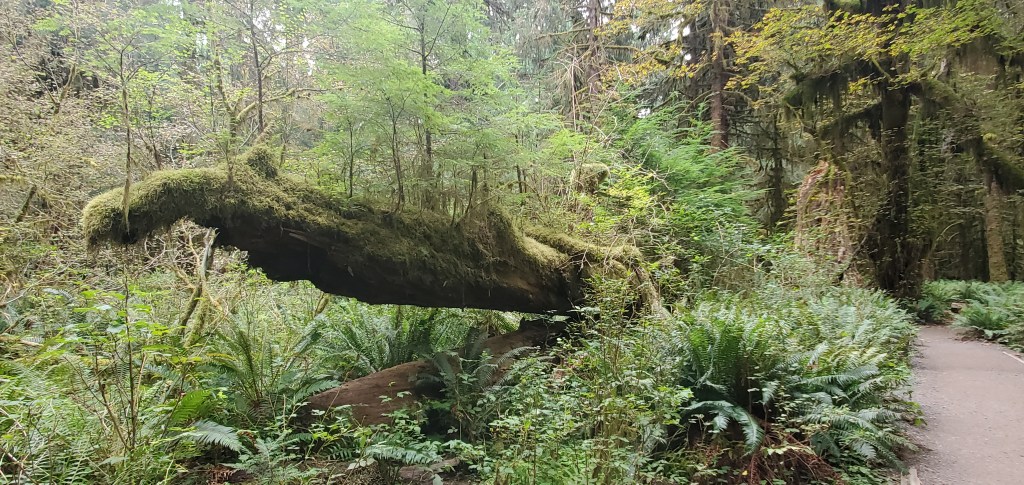 A nurselog in the Hoh rainforest covered jutting from the ground, covered in bright green moss and new tree saplings, surrounded by more trees and ferns with a brown gravel path to the right of it. 