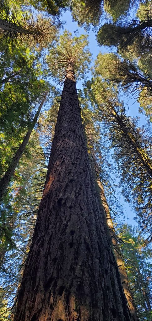 View of very tall redwood tree towering over the woods surrounding it on a clear blue day.